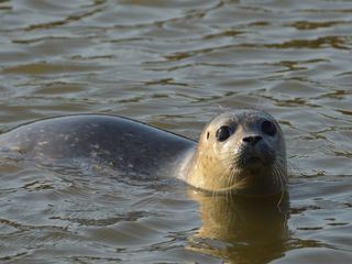 Giraffe, Erdmaennchen & Co.
