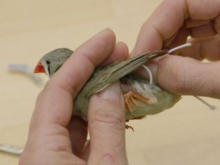 Seewiesen - Ein Biotop fuer die Wissenschaft