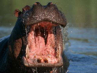 Wenn Tiere angreifen