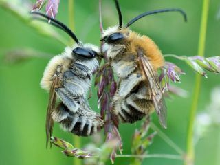 Biene Majas wilde Schwestern