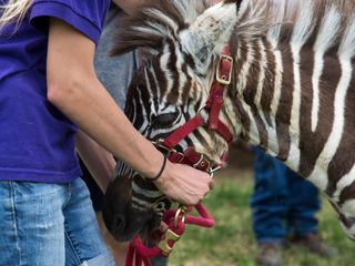 Der unglaubliche Dr. Pol