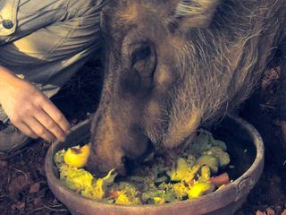 Das Waisenhaus fuer wilde Tiere