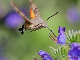 Die Sendung mit dem Elefanten