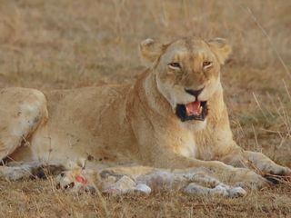 Empfinden Tiere Trauer?
