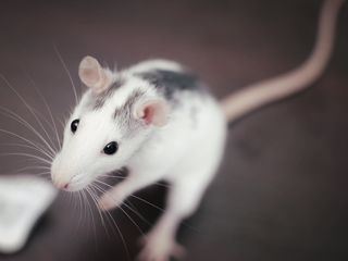 Animal Mysteries - Unglaubliches Tierverhalten