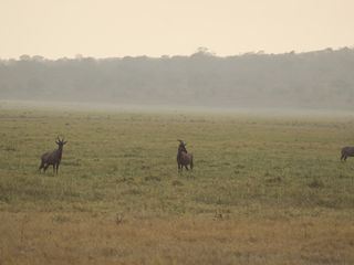 Afrikas wilde Wunderwelt