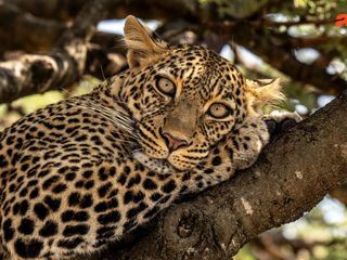Masai Mara