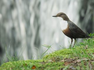 Die geheime Welt der Klaenge mit David Attenborough Die geheime Welt der Klaenge mit David Attenborough