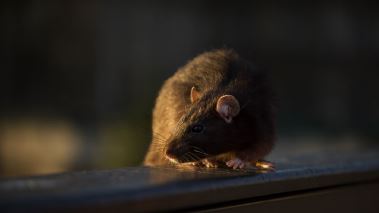 Europas fem vaerldar