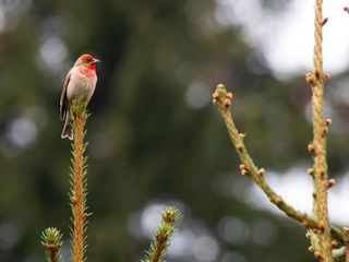 Das Geheimnis der Voegel