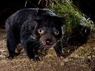 Tasmaniens Beuteltiere - Teufel ohne Zukunft Tasmaniens Beuteltiere - Teufel ohne Zukunft