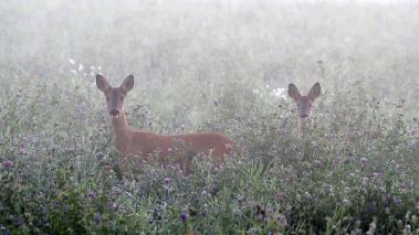 Naturdagboken: September