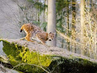 Tierische Heimkehrer