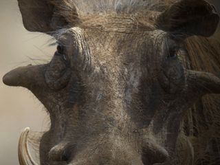 Die afrikanische Tierwelt - Leben und Überleben