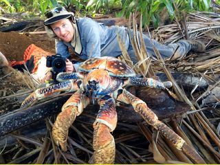 Die Weihnachtsinsel und der Palmendieb
