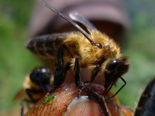 Reifepruefung extrem