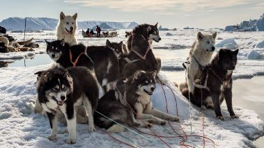 Vaerldens natur: Frozen planet