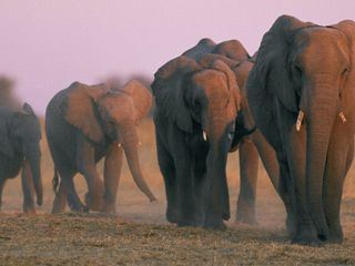 Tierisch unglaublich!