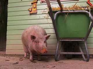 Elefant, Tiger & Co.