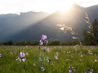 Das Alpenrheintal - Wo sich die Natur neu erfindet