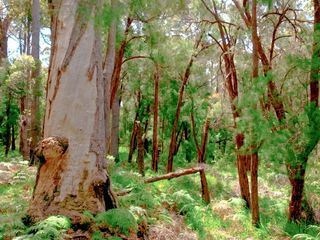In den Feuerwaeldern Westaustraliens