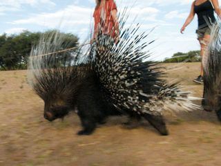 Das Waisenhaus fuer wilde Tiere