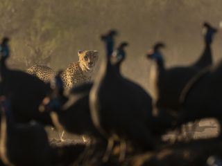 Terra Mater - Afrikas Wilde Seiten