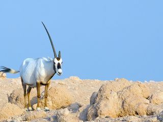 Insel der weissen Antilope - Abu Dhabis Naturoase