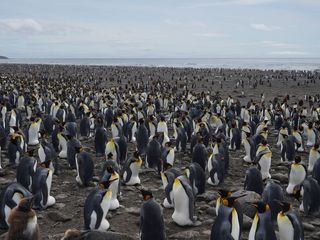 Die Kerguelen - Archipel am Ende der Welt Die Kerguelen - Archipel am Ende der Welt