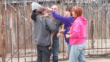 Pitbulls auf Bewaehrung