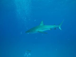 Akte Hai - Dem Raubtier auf der Spur