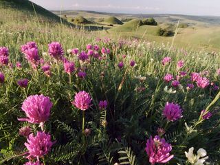 Siebenbuergen - Reise in die Natur des Mittelalters