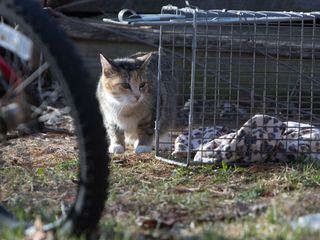 Der unglaubliche Dr. Pol