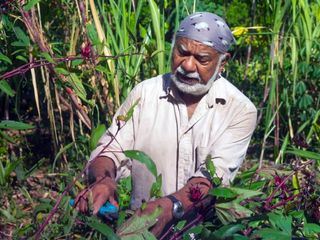 La Réunion: Die Wiederbelebung der kreolischen Gaerten