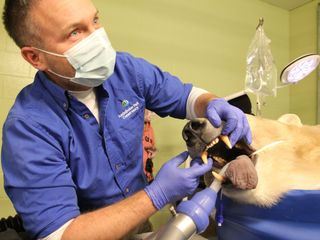Unsere Helden: Die Tieraerzte in der Arktis