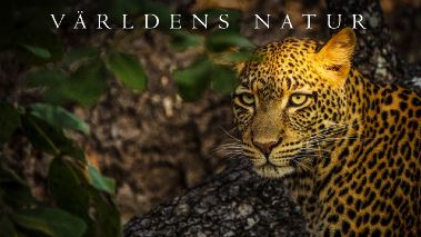 Vaerldens natur: Kingdom