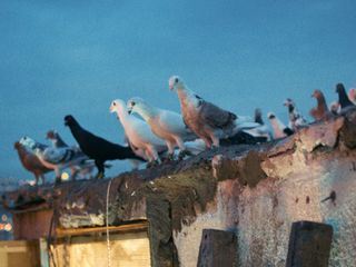 Junger Dokumentarfilm: Kashkash