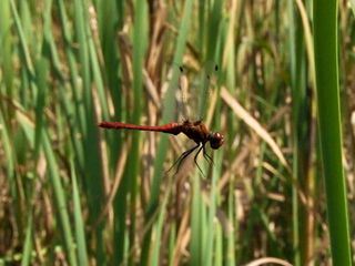Taeuschen und Tarnen - Über Lebenskuenstler der Natur