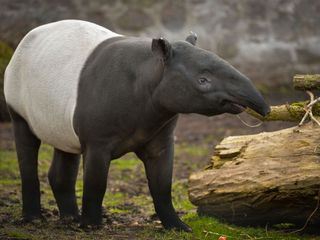 Zoo und so - Tierisch wild! 