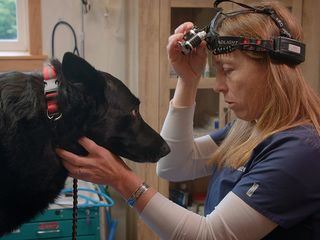 Die Yukon-Tieraerztin