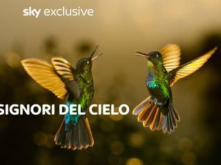 Luftakrobaten des Tierreichs