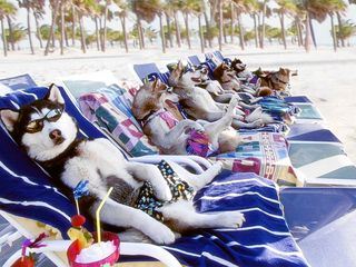 Snowdogs - Acht Helden auf vier Pfoten