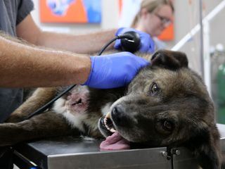 Heartland Docs - Die Tierarzt-Familie