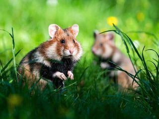 Geheimnisvolle Parktiere - Wildes Leben in der Stadt