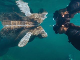 Blue Carbon - Die Superkraft der Natur