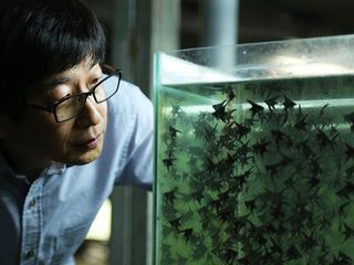 Taiwan: Die Insel der Fische