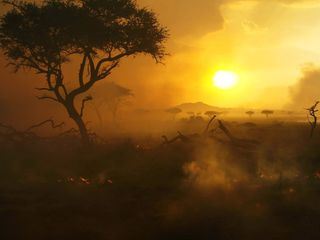 Serengeti - Wilde Geschichten aus der Savanne