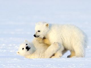 Auf Wiedersehen Eisbaer!