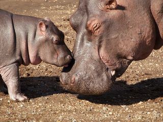 Serengeti - Wilde Geschichten aus der Savanne