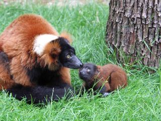 Giraffe, Erdmaennchen & Co.